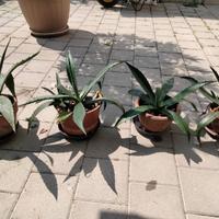 Piante agave