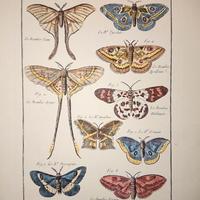Stampa antica Histoire naturelle, farfalle