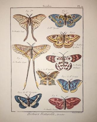 Stampa antica Histoire naturelle, farfalle