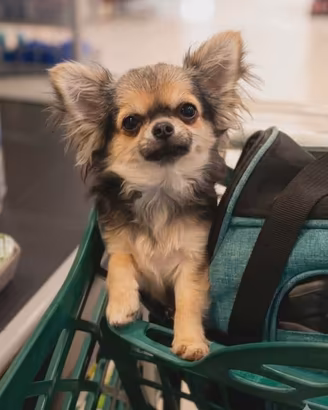 Chihuahua femminuccia mini di pelo lungo