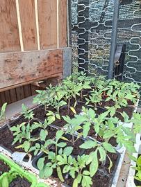 Piantine di pomodori