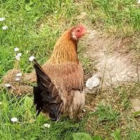 Gallina Olandese nana