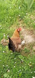 Gallina Olandese nana