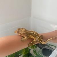 Geco Crestato Maschio