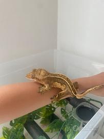 Geco Crestato Maschio