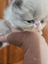 Gatto persiano bicolore