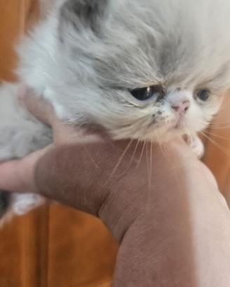 Gatto persiano bicolore