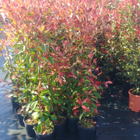Piante Photinia Red Robin