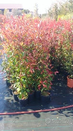 Piante Photinia Red Robin