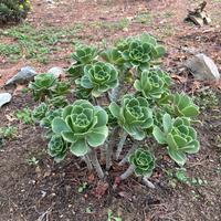 Semprevivo Arborescente Aeonium