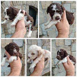 Cane lagotto romagnolo pedigree