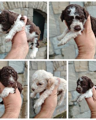 Cane lagotto romagnolo pedigree