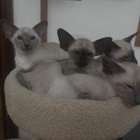 Gatto siamese