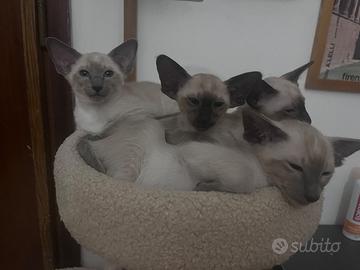 Gatto siamese