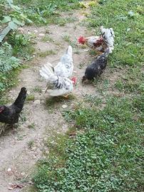 Galletti e galline Serama