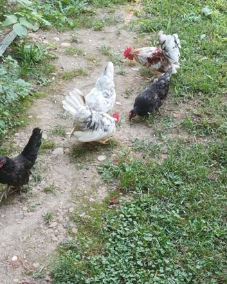 Galletti e galline Serama