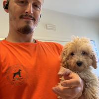 Cuccioli di barbone nano