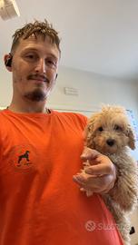 Cuccioli di barbone nano