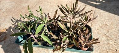 piante succulente Kalanchoe Daigremontiana 