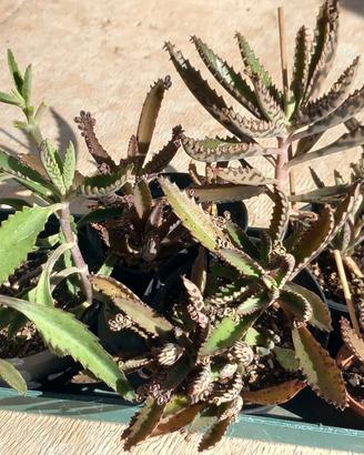 piante succulente Kalanchoe Daigremontiana 