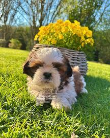 Shihtzu cuccioli top genealogia