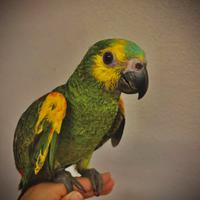 Amazzoni Fronte Blu Xanthopteryx