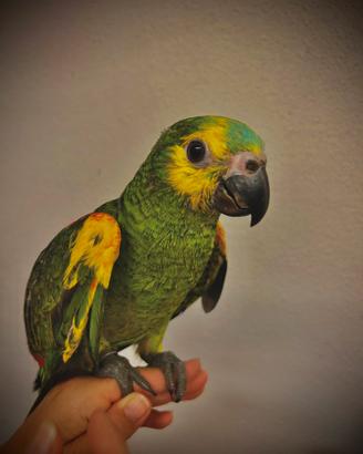 Amazzoni Fronte Blu Xanthopteryx