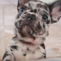 Bulldog francese femmina