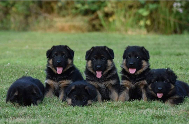 Cuccioli di alta qualità con pedigree