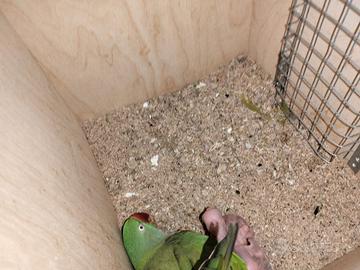 Pulli di Grande Alessandrino