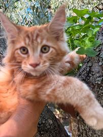 cuccioli Maine coon