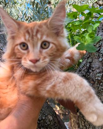 cuccioli Maine coon