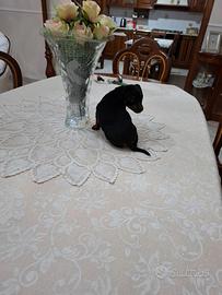 Cuccioli di pincher toy