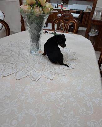 Cuccioli di pincher toy