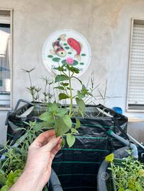 Mentha Aquatica, tocco di profumo per il laghetto