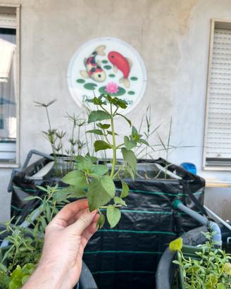 Mentha Aquatica, tocco di profumo per il laghetto