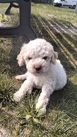 Cuccioli di Lagotto Romagnolo