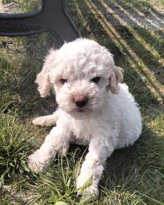 Cuccioli di Lagotto Romagnolo