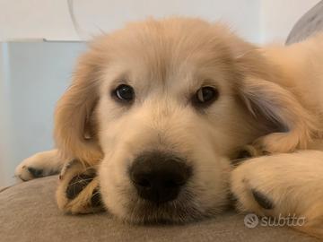 Golden retriever inglese