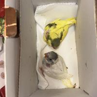 Pappagalli cocoriti allevati a mano