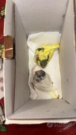 Pappagalli cocoriti allevati a mano