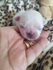 Chihuahua Maschietto