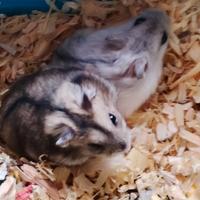 Criceti 3 euro cada uno