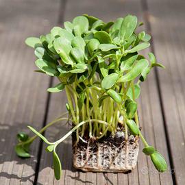 Microgreen - germogli - Girasole