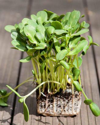 Microgreen - germogli - Girasole