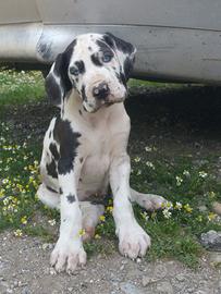 Cuccioli Alano Arlecchino