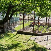 Terreno con alberi da frutto in gestione