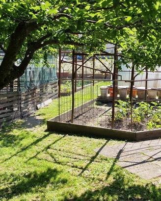 Terreno con alberi da frutto in gestione