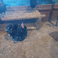 Coppia galline cocincine nane nere picchiettata
