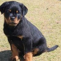 Rottweiler